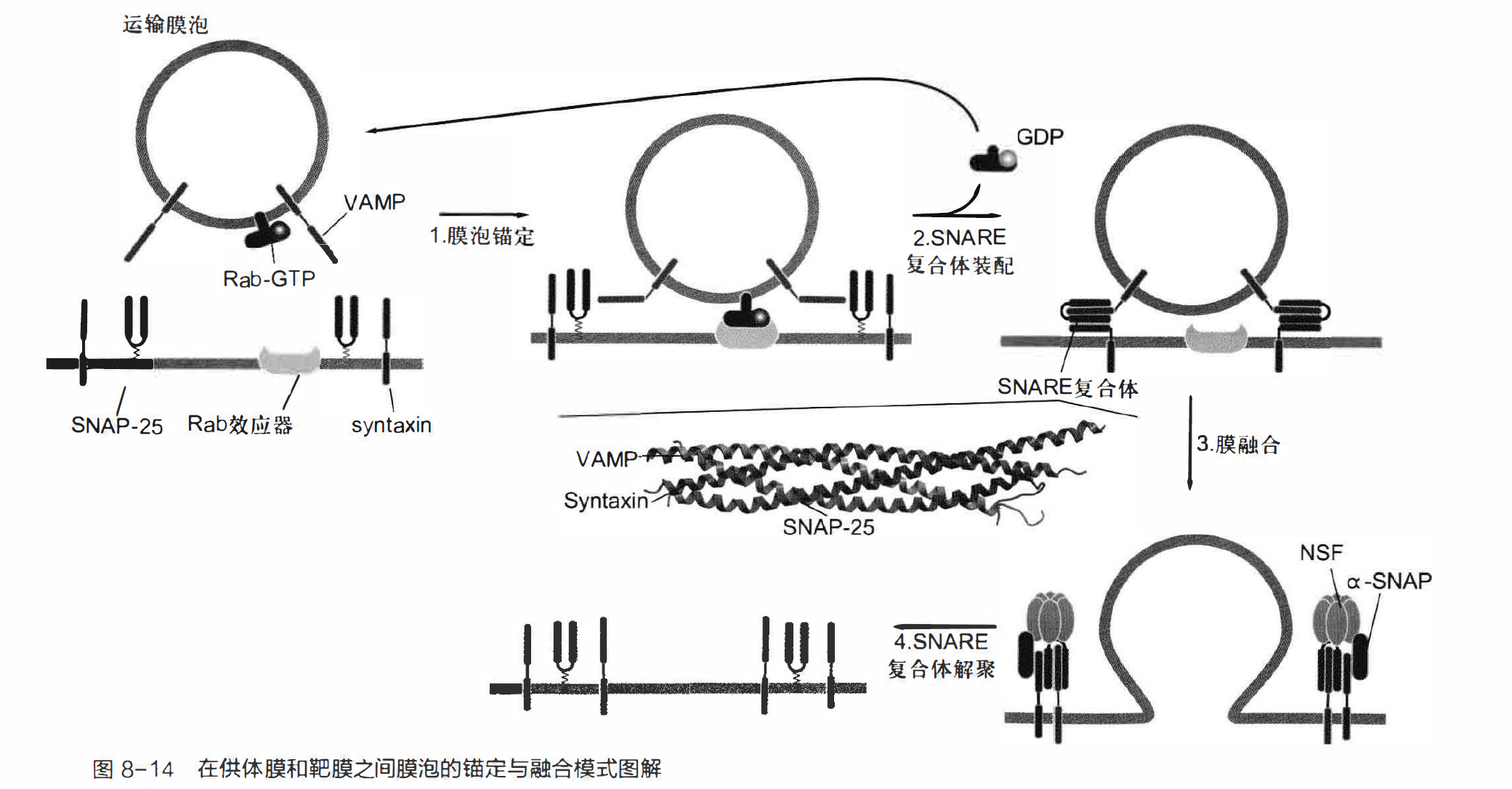 在供体膜和靶膜之间膜泡的锚点与融合模式图解 P152